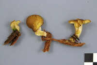 Tricholomopsis decora image